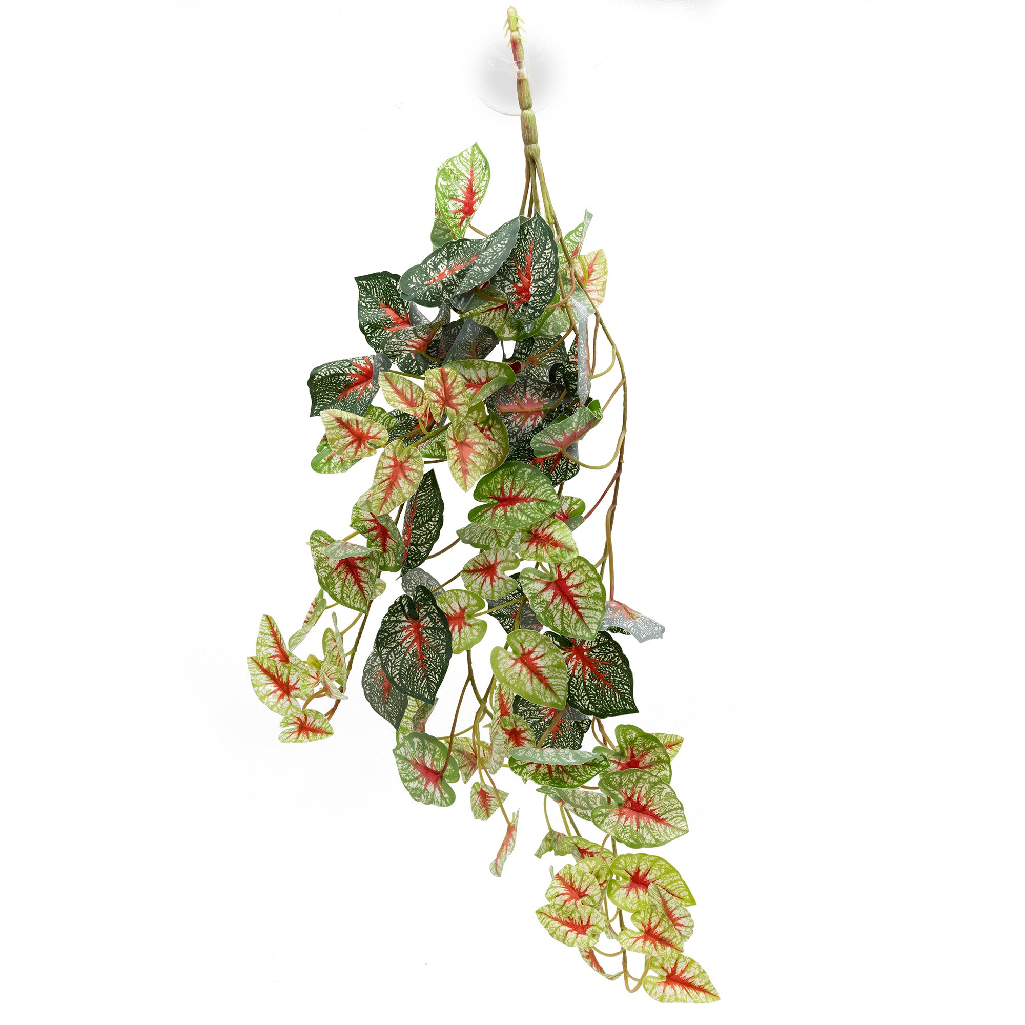 Pangea Hanging Bush - Caladium